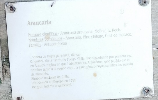 Araucaria